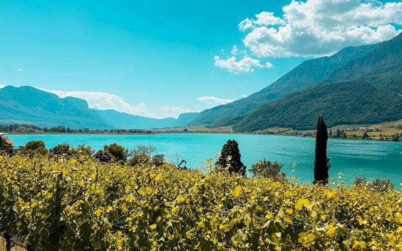 Vineyard overlooking a turquoise lake and mountain landscape