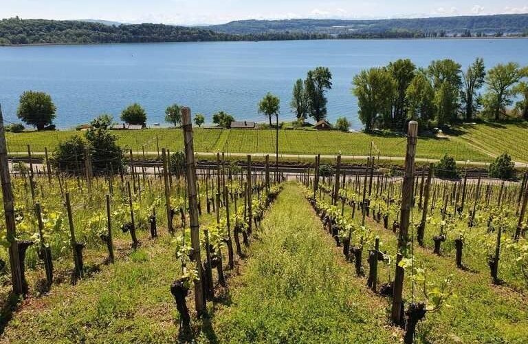 Vineyard rows descending toward a broad lake and wooded hills