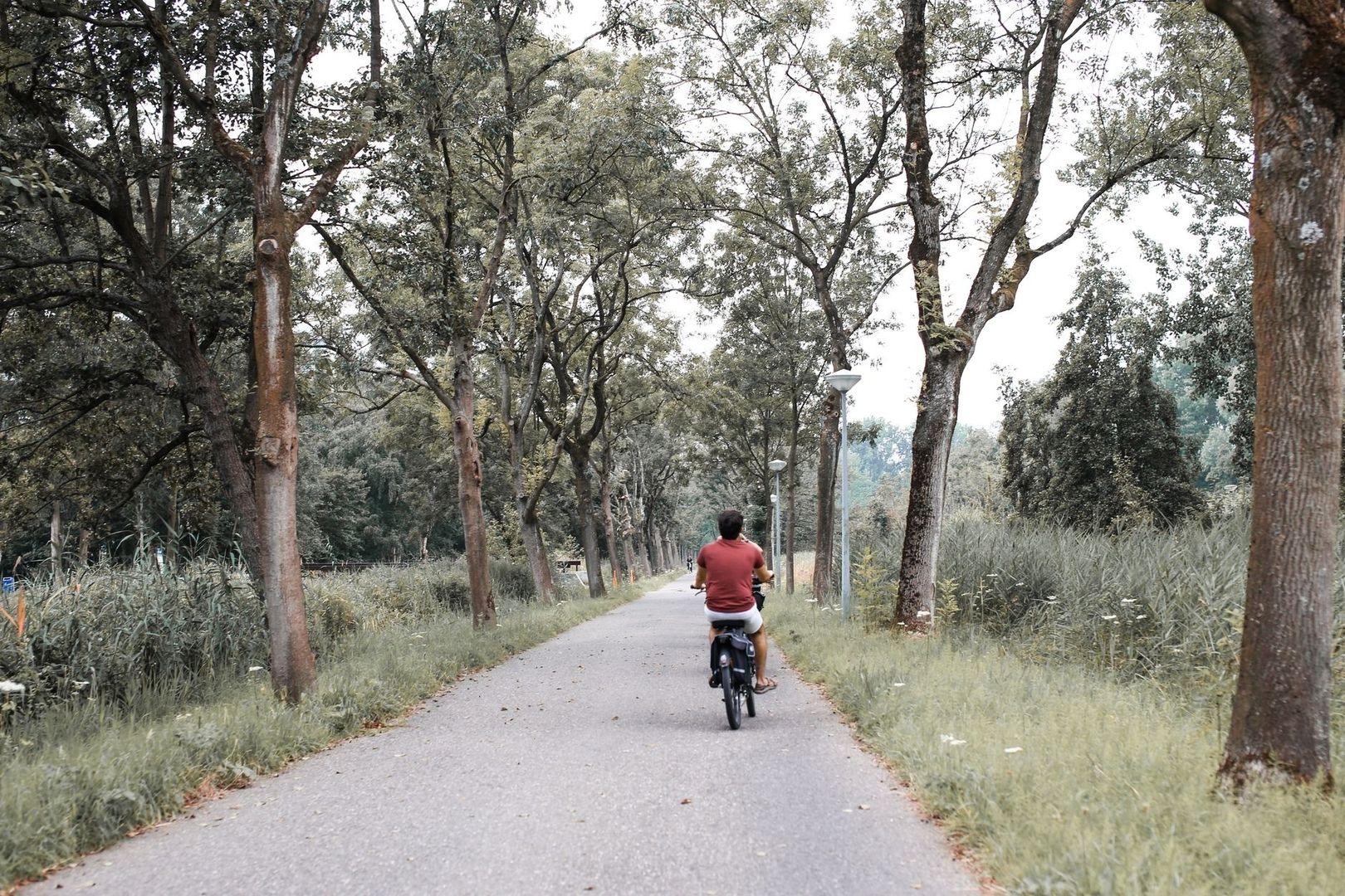Cyclist riding along a tree-lined path through a green park